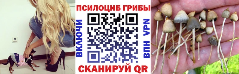 Псилоцибиновые грибы Cubensis  Голицыно 